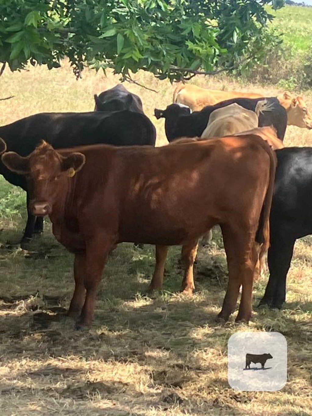 Cattle Range Listing Photo