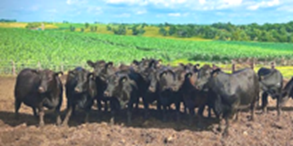 14 Angus Bred Heifers... S. Central IA