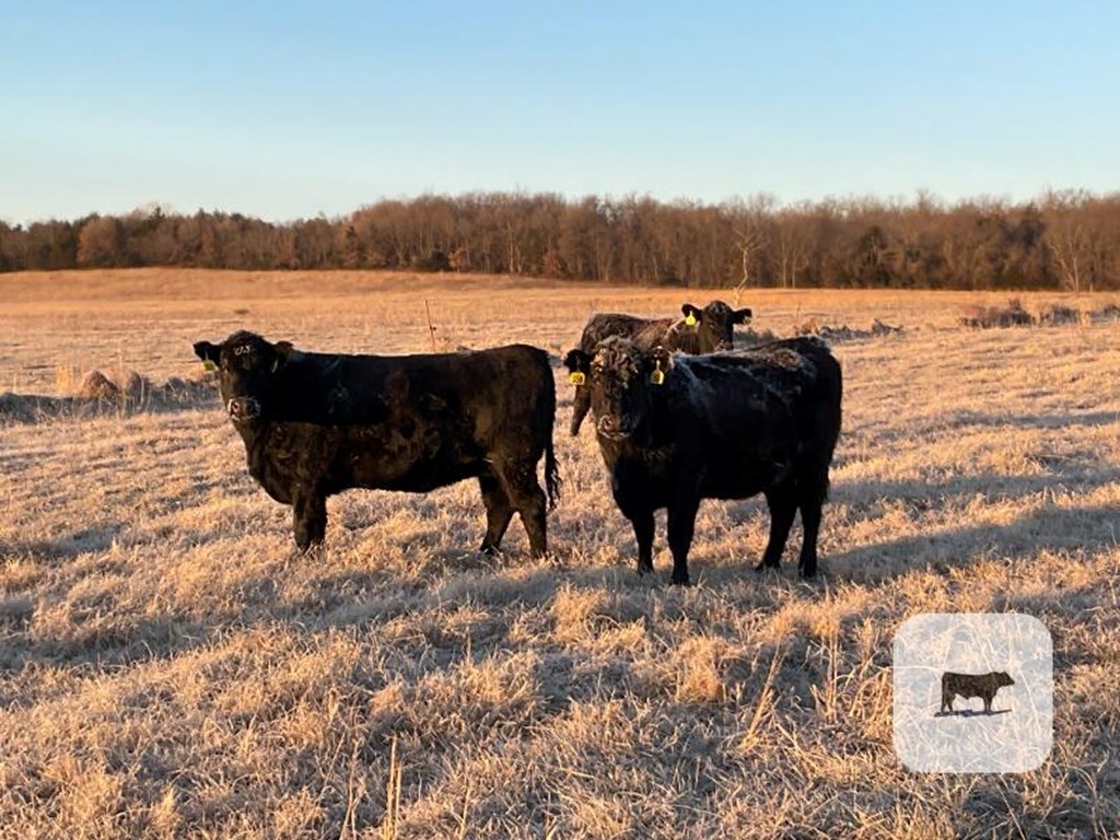 Cattle Range Listing Photo