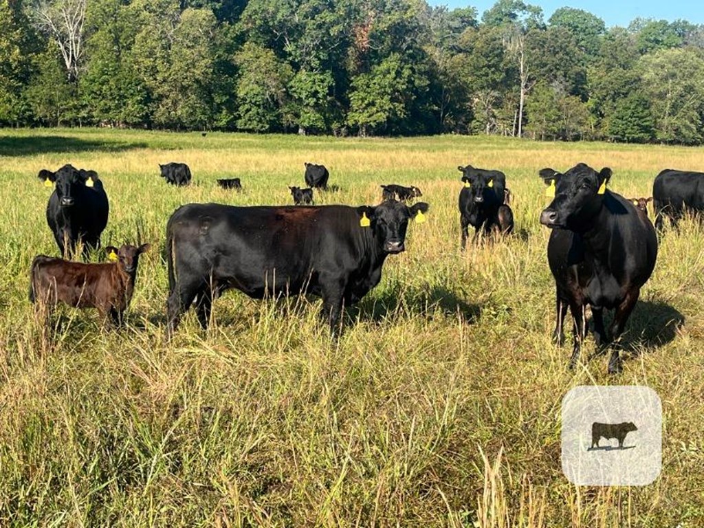 Cattle Range Listing Photo