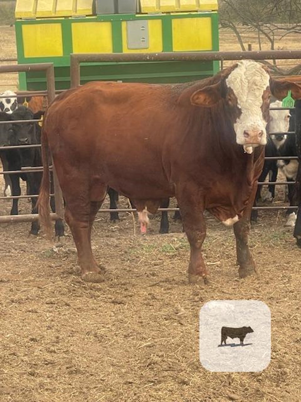 Cattle Range Listing Photo