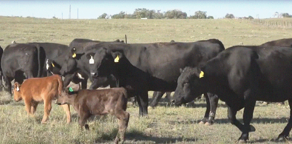 Cattle Range Listing Photo