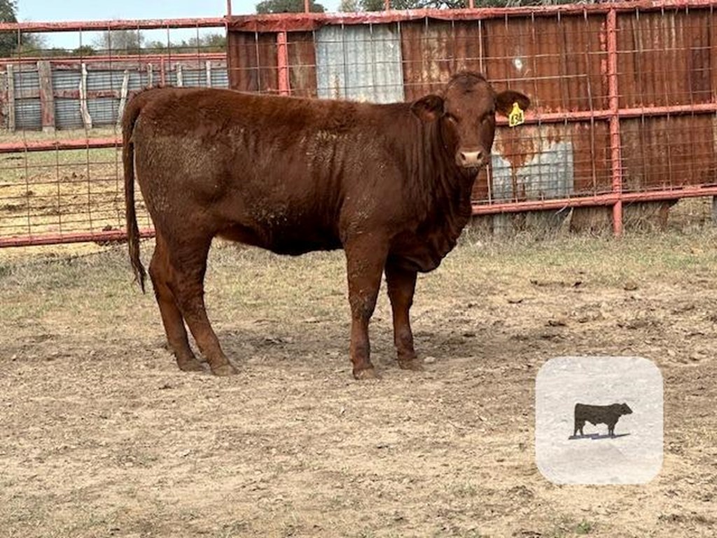 Cattle Range Listing Photo