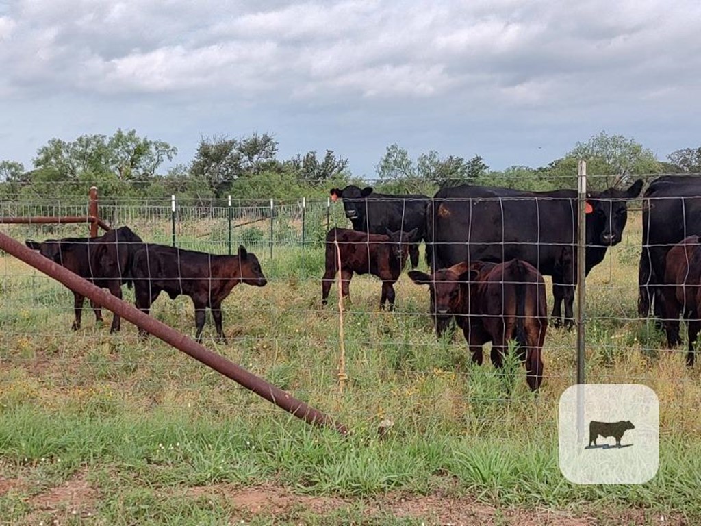 Cattle Range Listing Photo