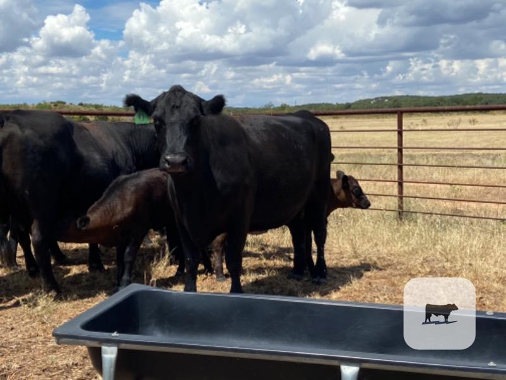 Cattle Range Listing Photo