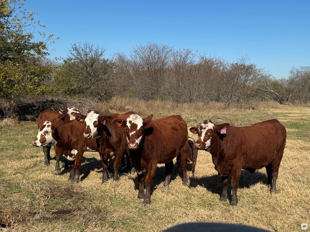 Cattle Range Listing Photo