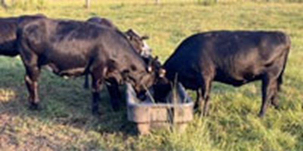 30 Angus & Angus Baldy Bred Heifers... Southeast GA