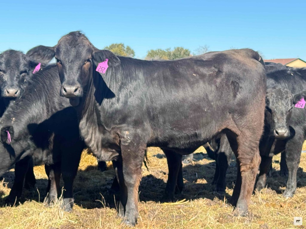 Cattle Range Listing Photo