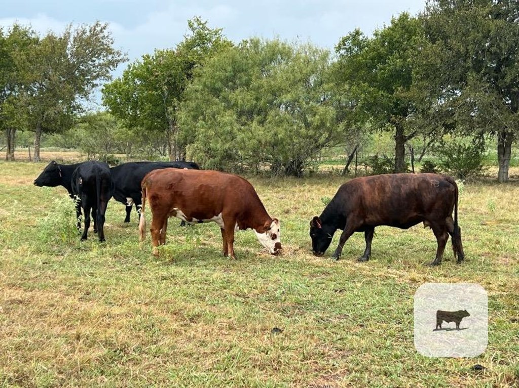 Cattle Range Listing Photo