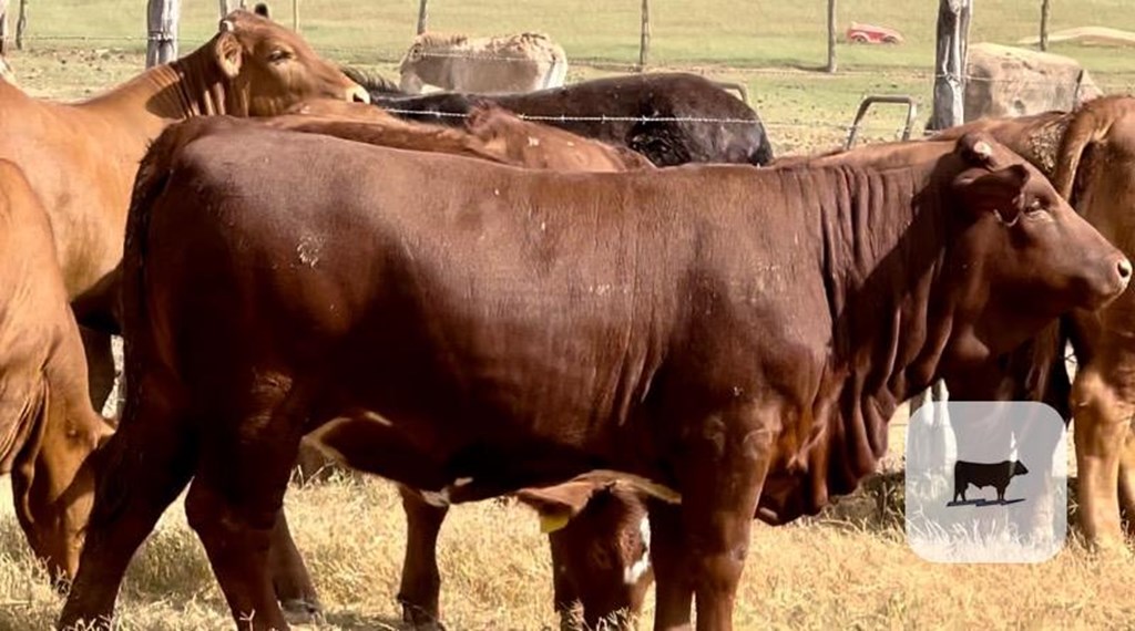 Cattle Range Listing Photo