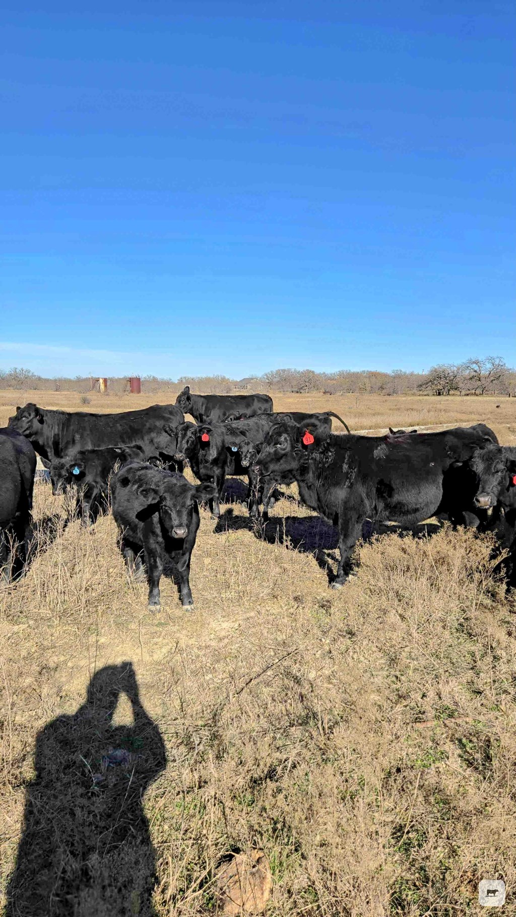 Cattle Range Listing Photo