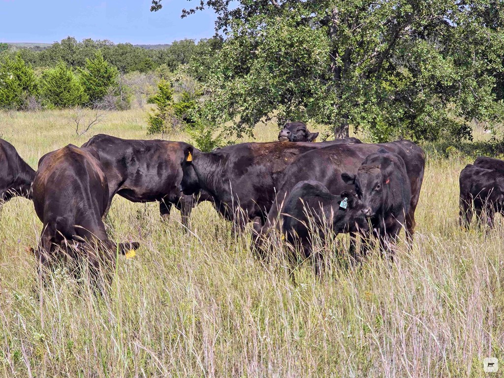 Cattle Range Listing Photo