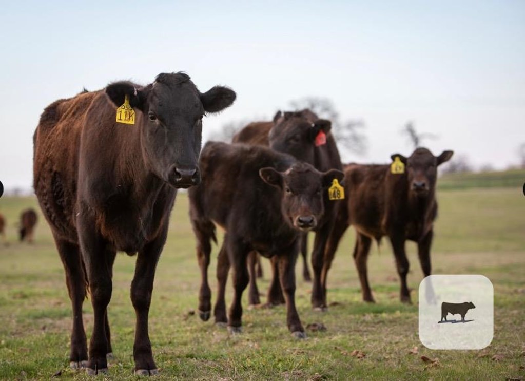 Cattle Range Listing Photo