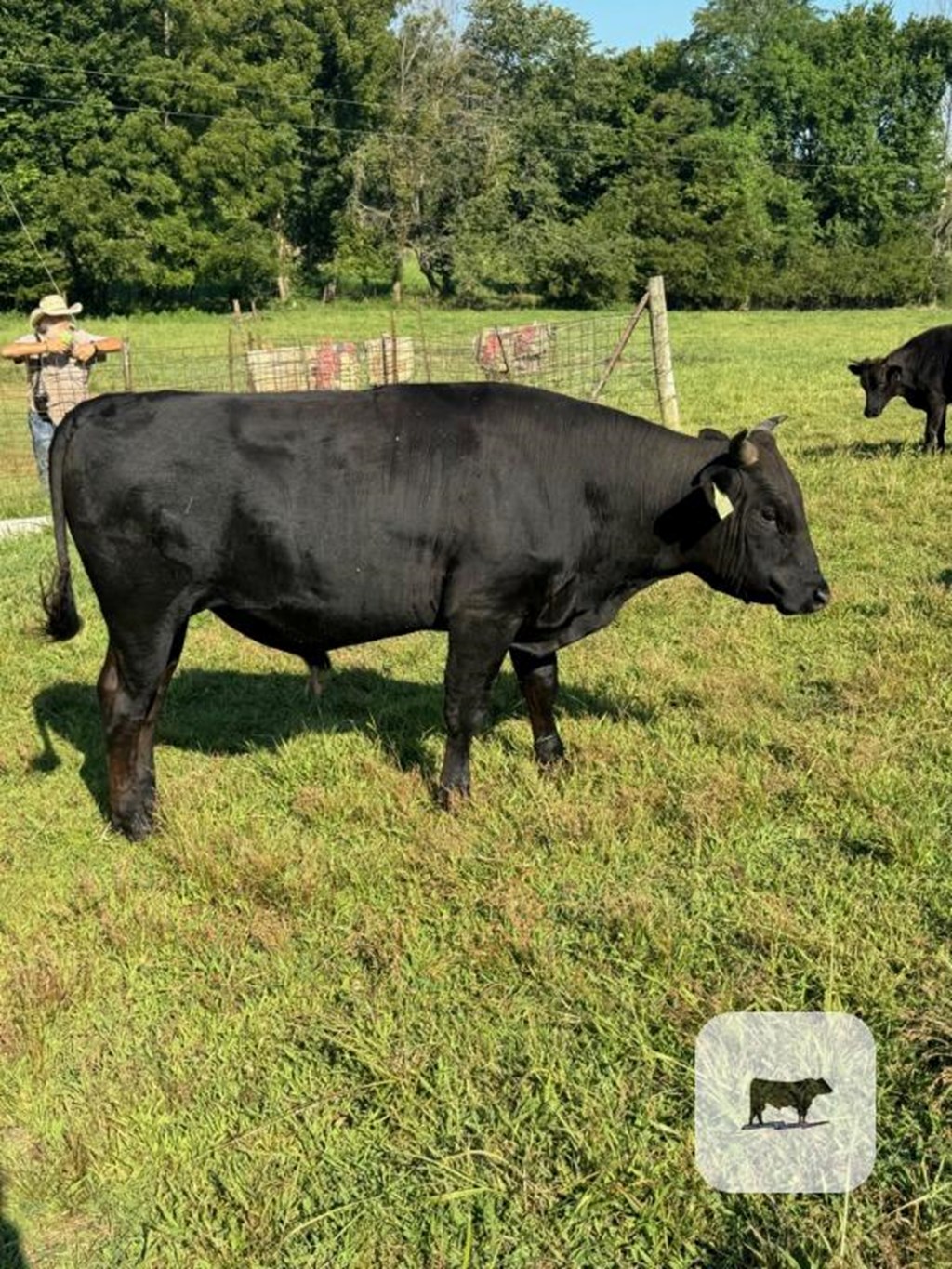 Cattle Range Listing Photo