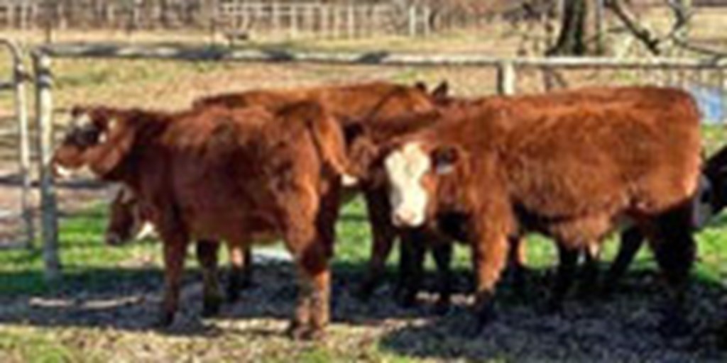 10 Red Angus Baldy Rep. Heifers... Southeast AR