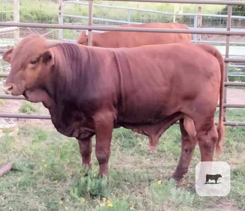 Cattle Range Listing Photo