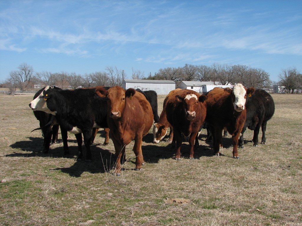 11 Red Angus, Rwf, & Bwf Bred Heifers N. Central Tx Cattle Range