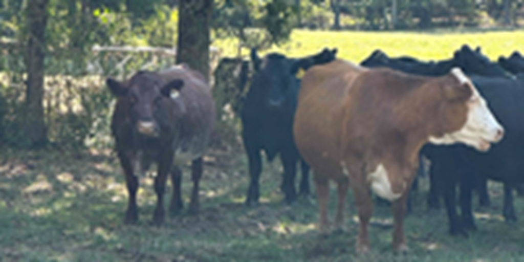 60 Angus & Hereford Cross Cows w/ 10+ Calves... Northeast AL