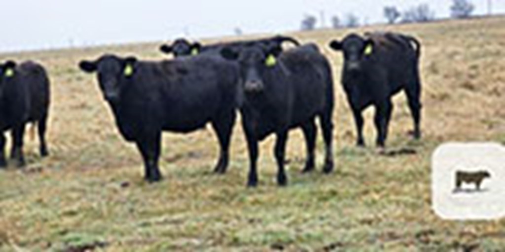 20 Angus Cross Bred Heifers... Northeast OK