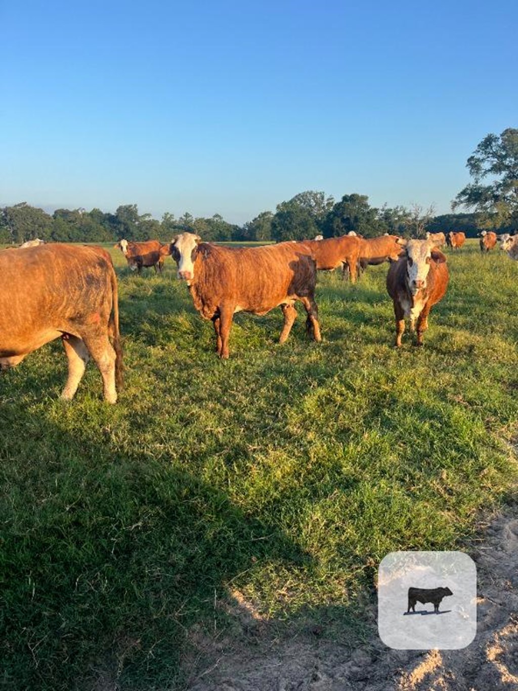 Cattle Range Listing Photo