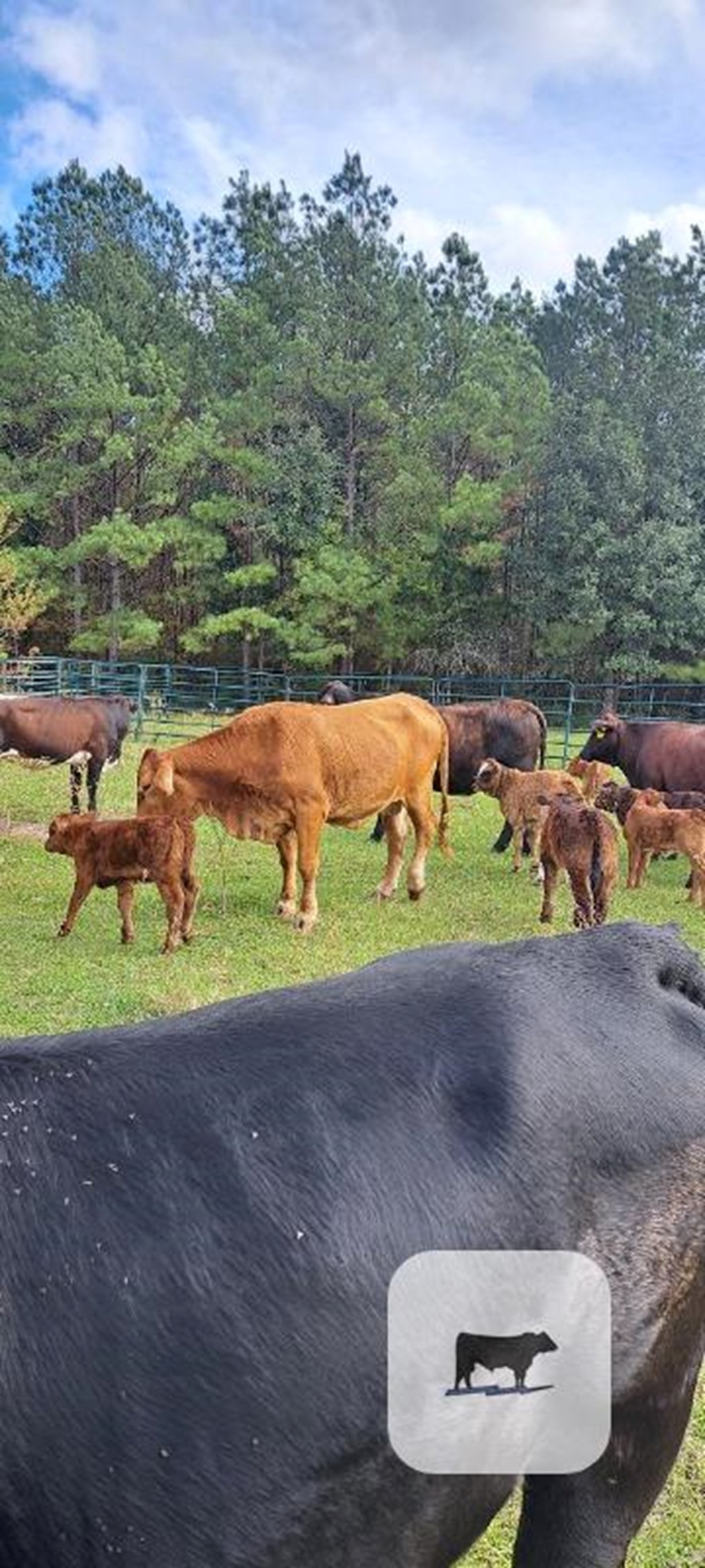 Cattle Range Listing Photo