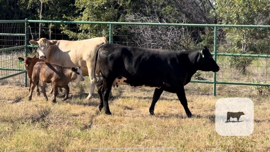 Cattle Range Listing Photo