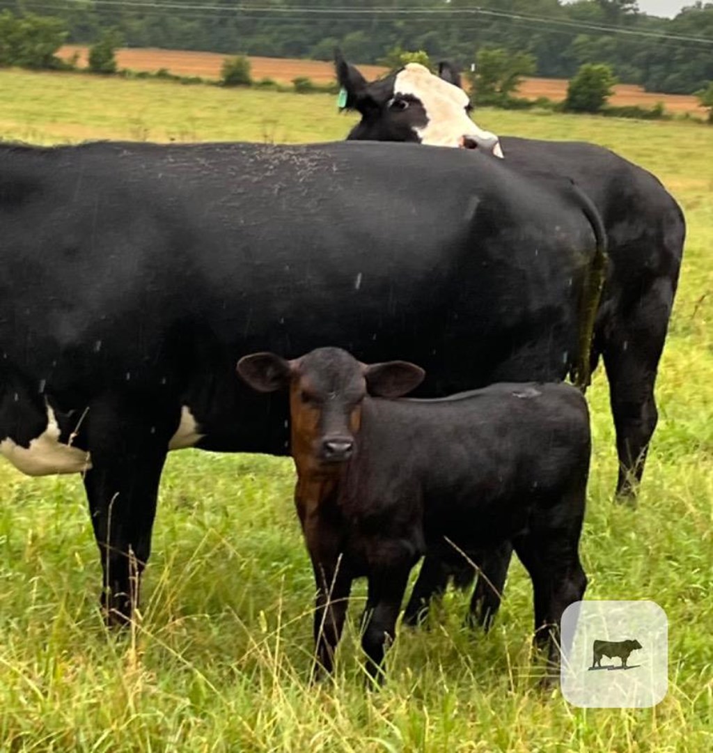 Cattle Range Listing Photo