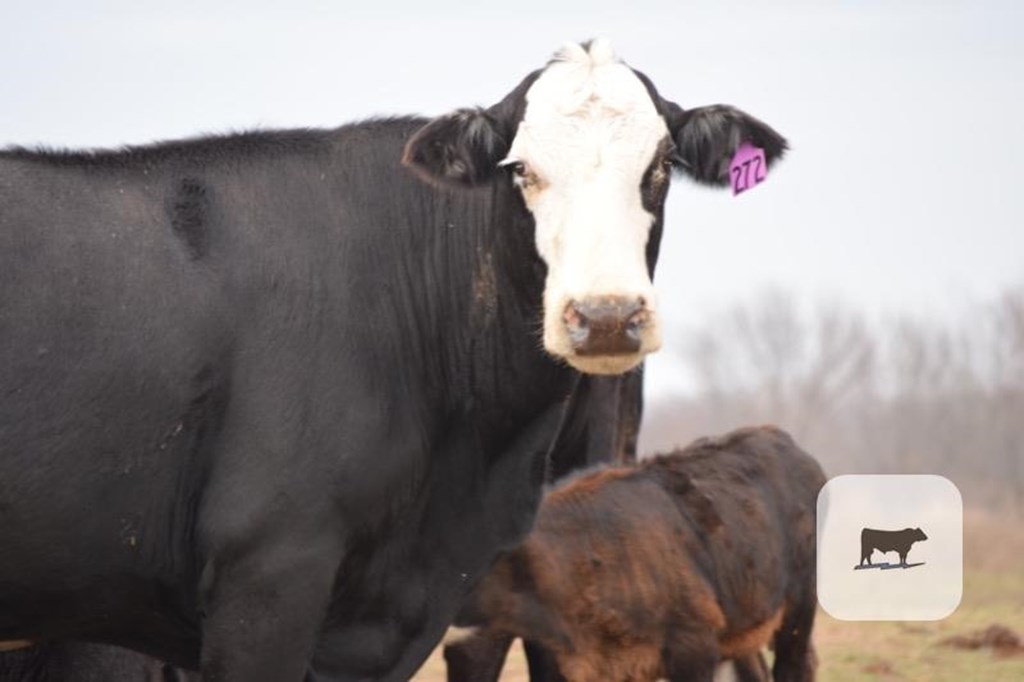 Cattle Range Listing Photo