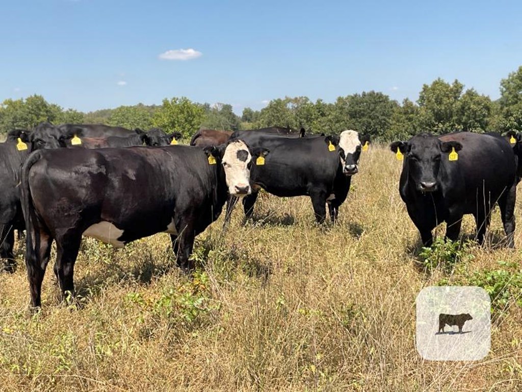 Cattle Range Listing Photo