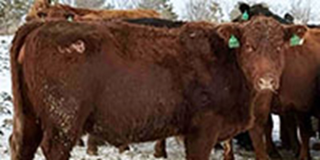 125	Red Angus & RWF Cows... S Central ND