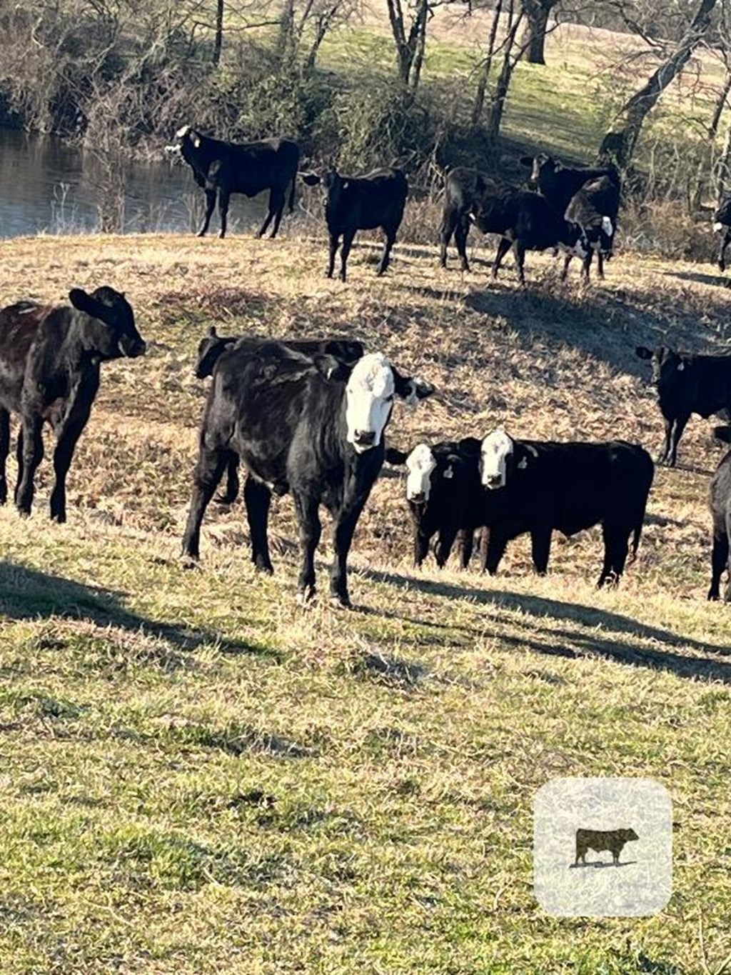 Cattle Range Listing Photo