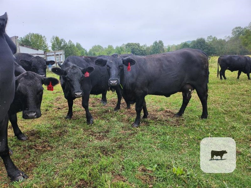 Cattle Range Listing Photo