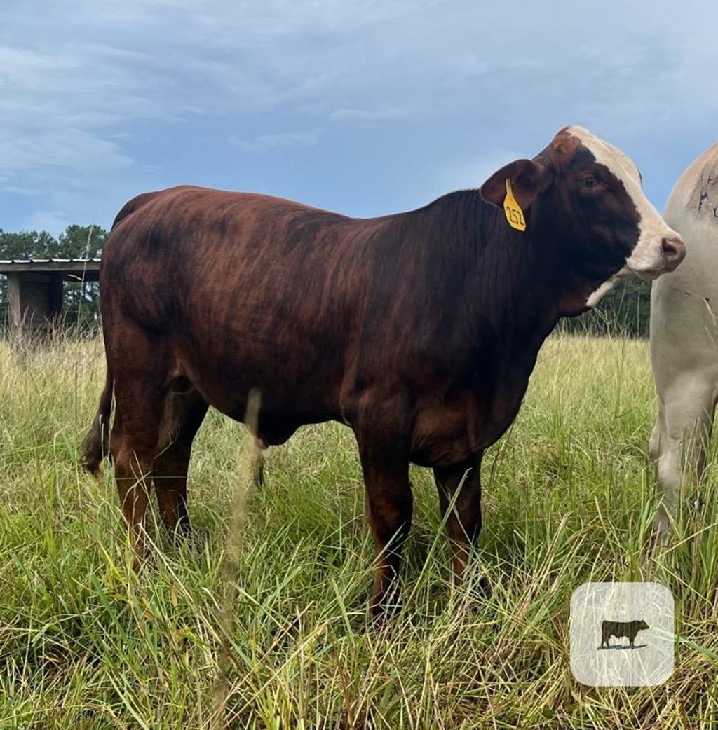 Cattle Range Listing Photo