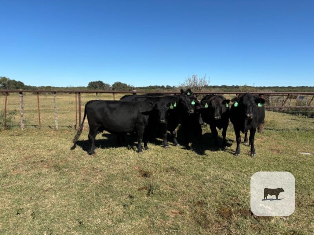 Cattle Range Listing Photo