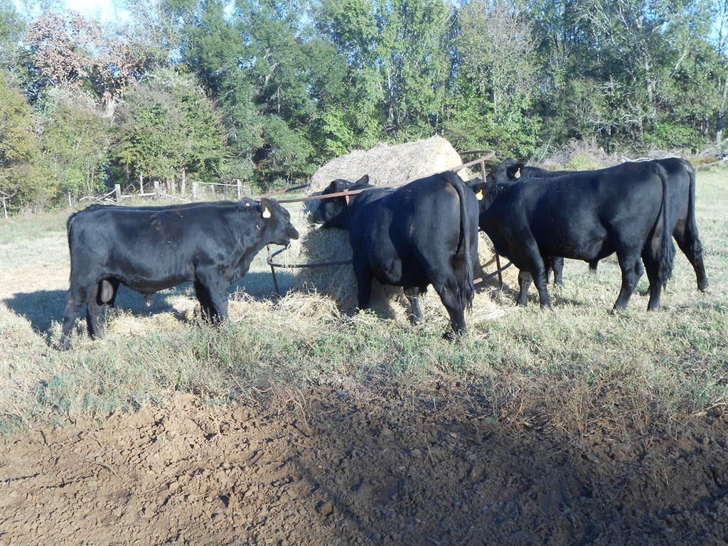 Cattle Range Listing Photo