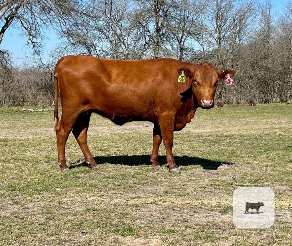 Cattle Range Listing Photo