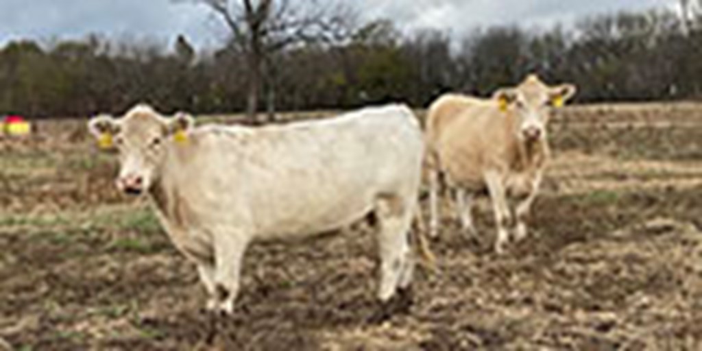 9 Charolais Cross Cows... Southwest MO