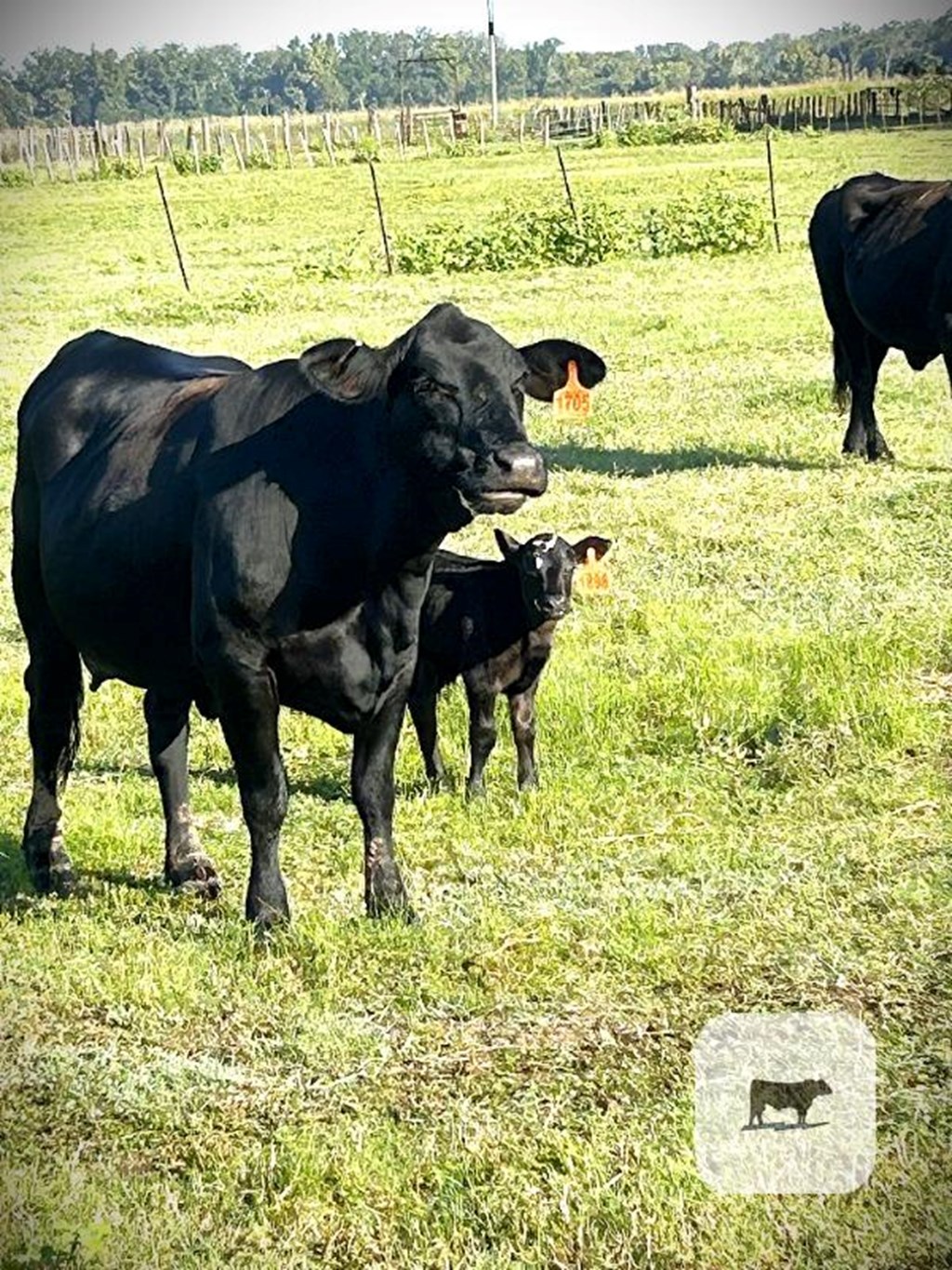 Cattle Range Listing Photo