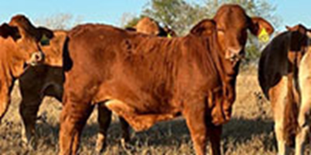 8 Reg. Beefmaster Rep. Heifers... South TX