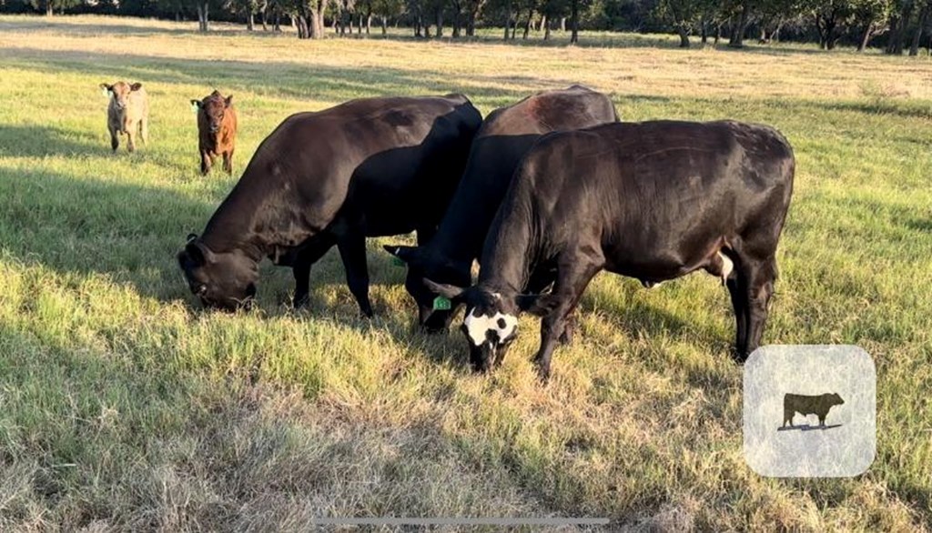 Cattle Range Listing Photo