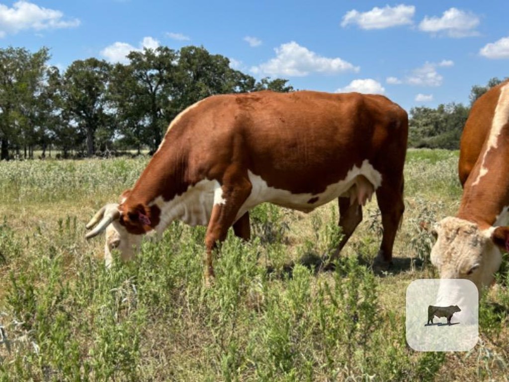 Cattle Range Listing Photo