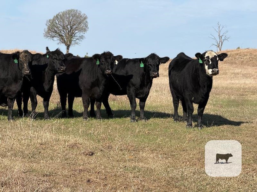 Cattle Range Listing Photo