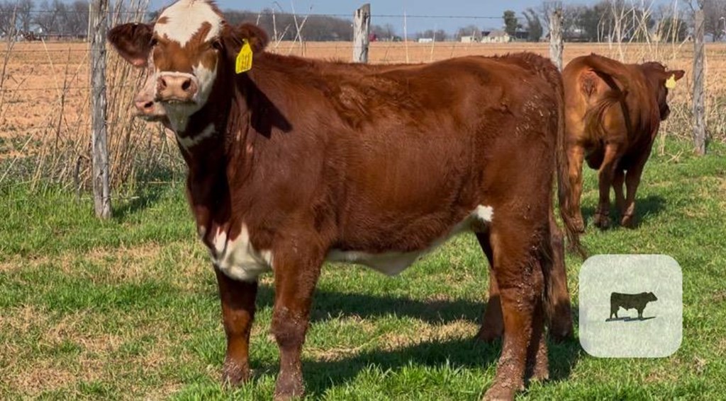 Cattle Range Listing Photo