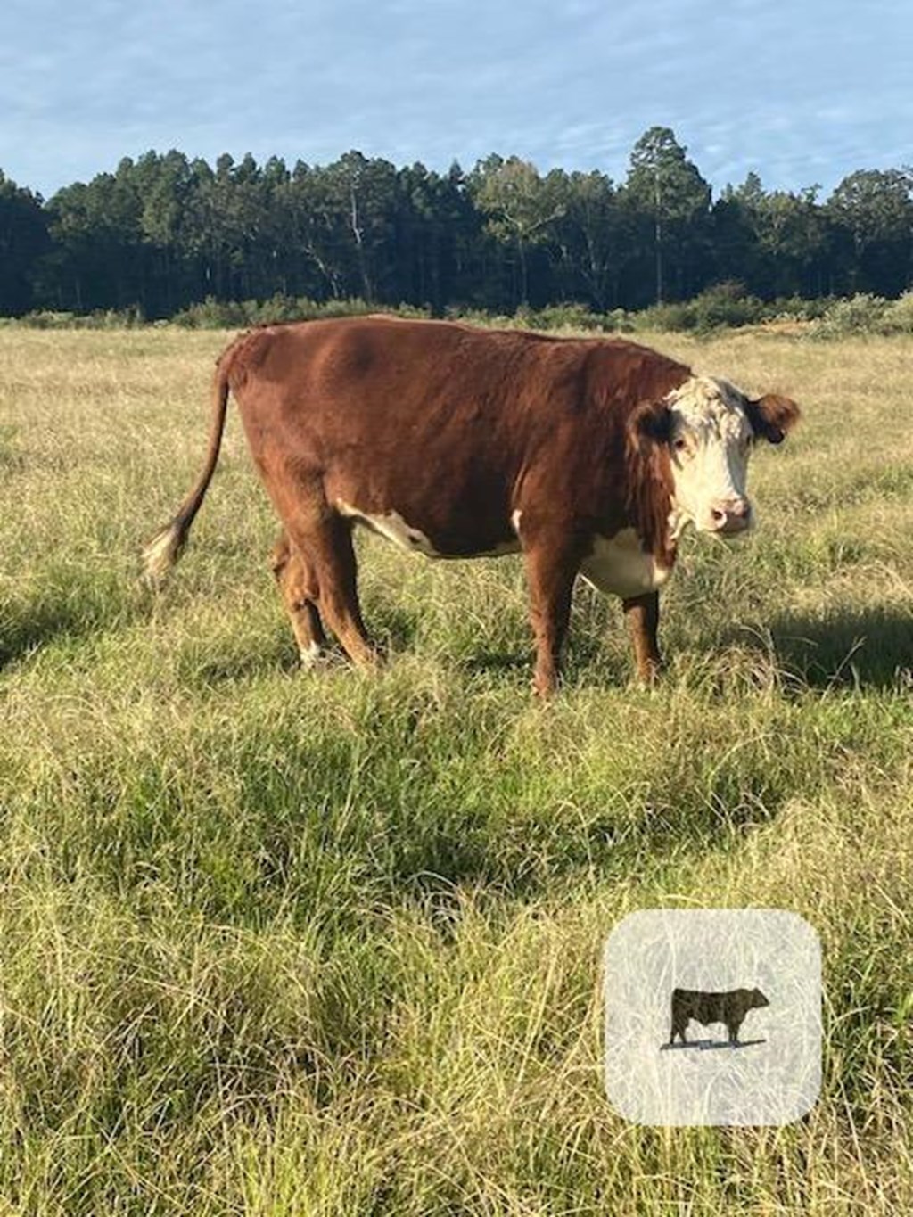 Cattle Range Listing Photo