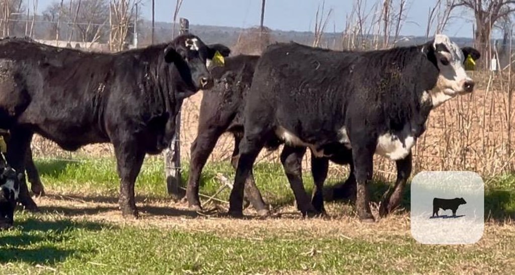 Cattle Range Listing Photo