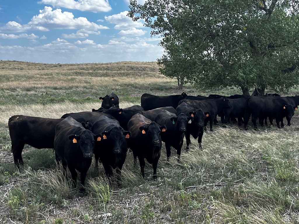 Cattle Range Listing Photo