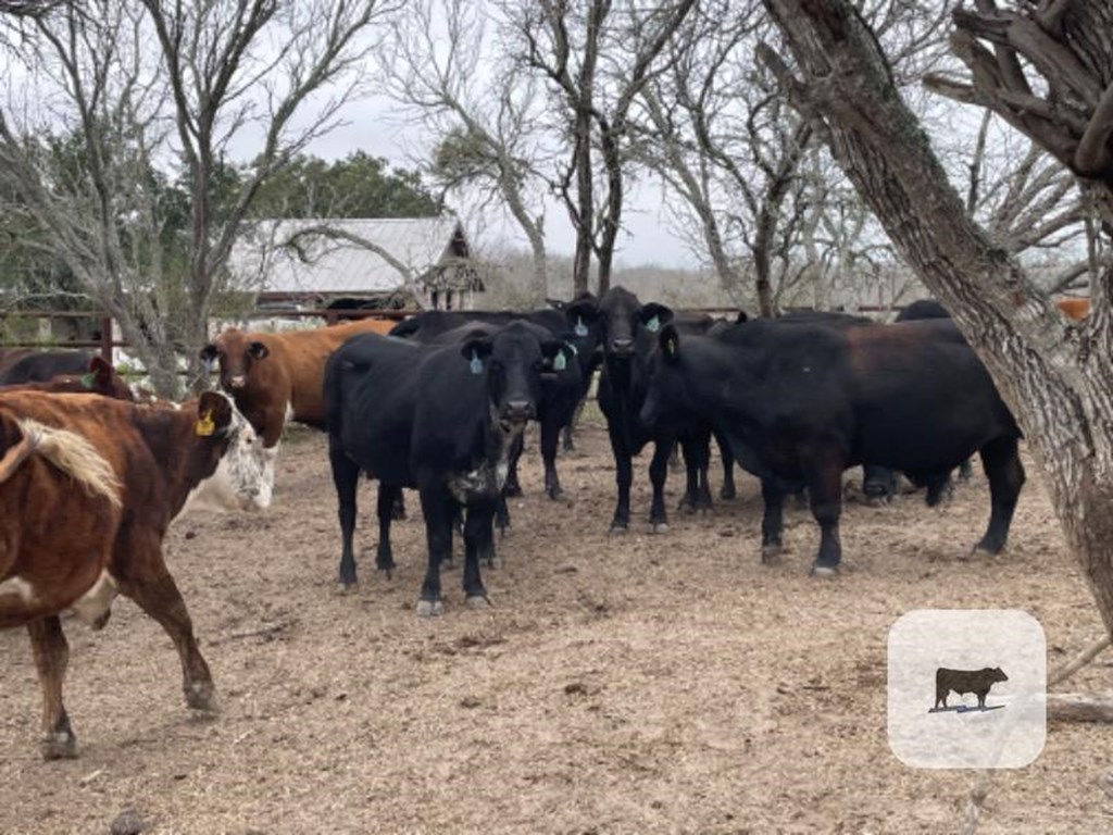 Cattle Range Listing Photo