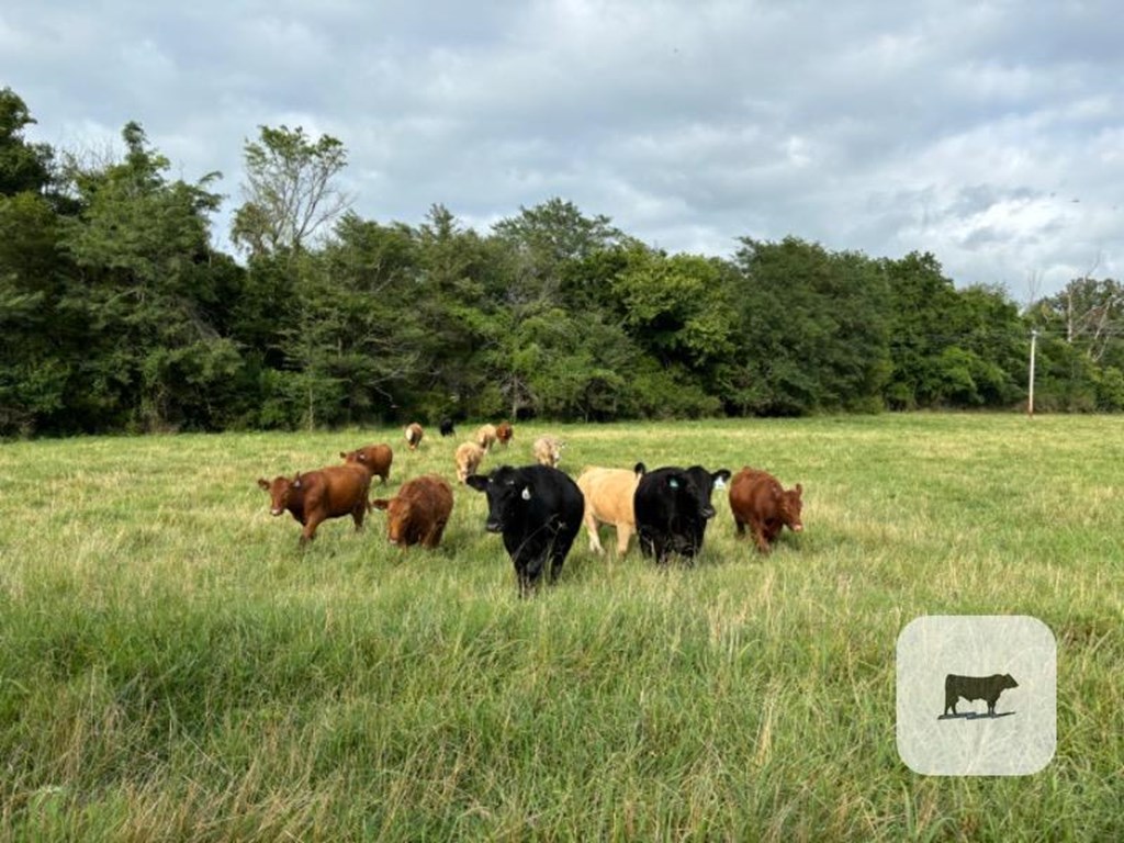 Cattle Range Listing Photo