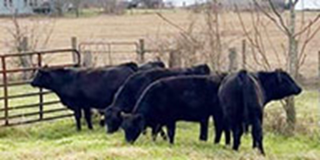 5 Angus Rep. Heifers... Southeast TX