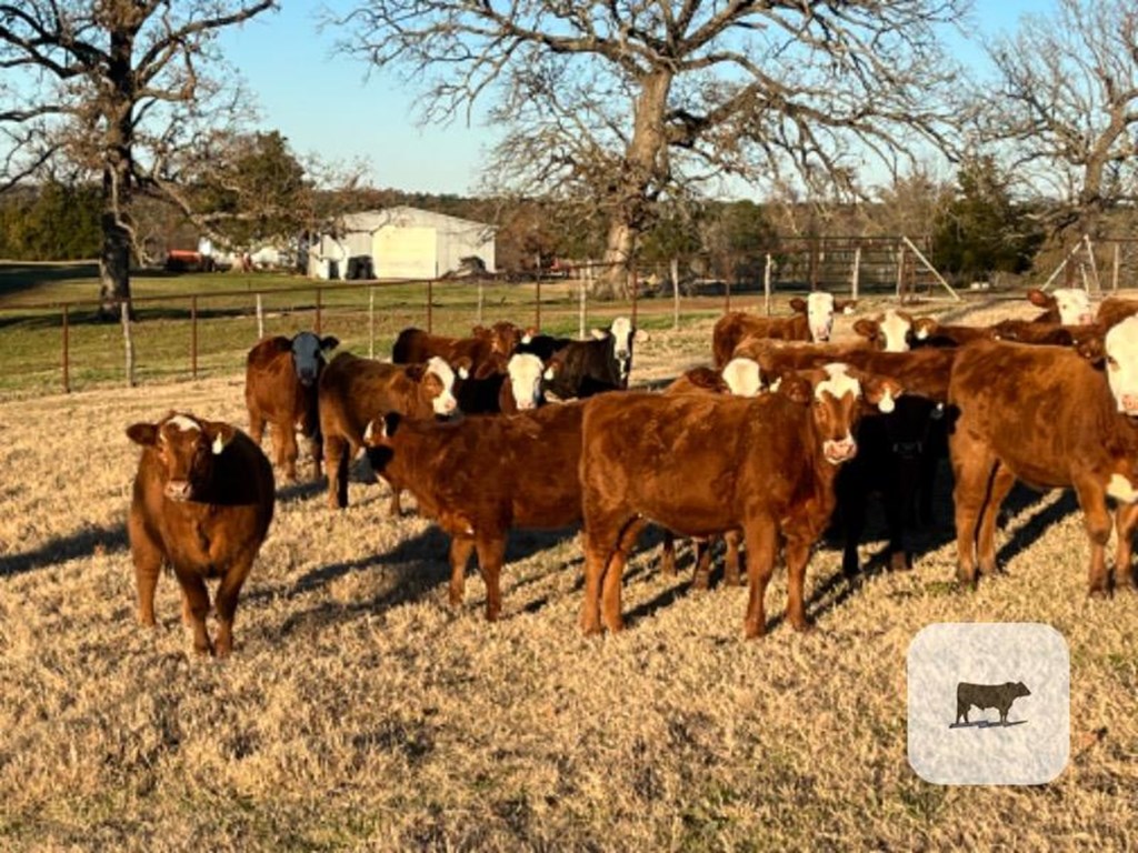 Cattle Range Listing Photo